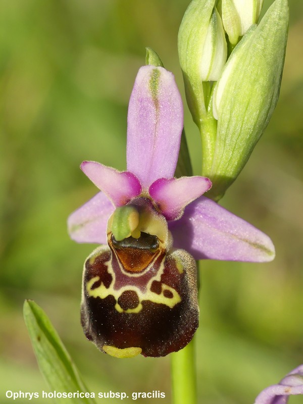 Le orchidee di Cardito, splendide praterie tra il reatino e laquilano.